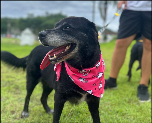 Um cão feliz a sorrir.