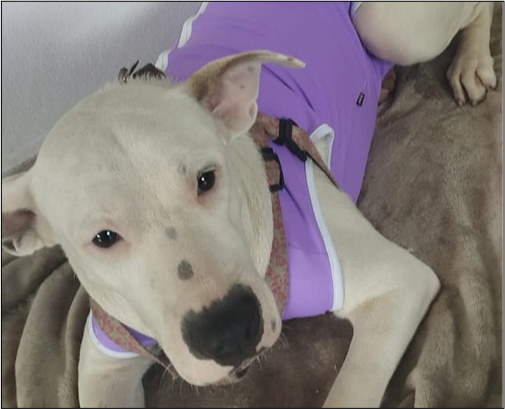 Cachorra Branca, salva e saudável.