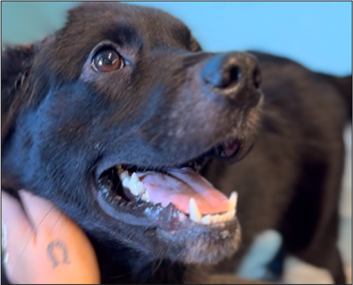 Cachorro Oliver, recuperado e amado.