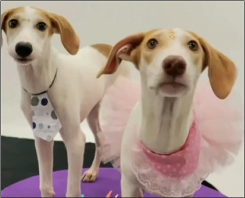 Os irmãos Sandy e Junior, adotados juntos.